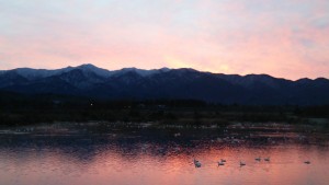 朝日の中のあがの池と白鳥